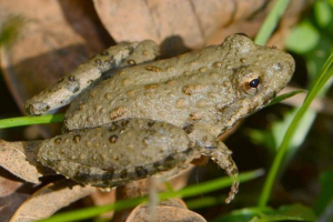 Klikom na quake: zanimljive informacije o vodozemstvu Klikom na quake: zanimljive informacije o vodozemstvu