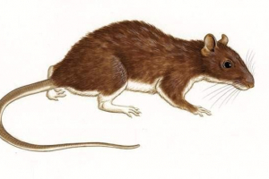 Bristy štakori - brojna obitelj Bristy štakori - brojna obitelj