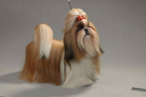 Shi-tzu: dugokosi šarm Shi-tzu: dugokosi šarm