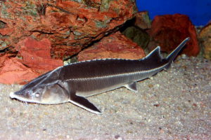 Schip: riba s oštrim oružjem Schip: riba s oštrim oružjem