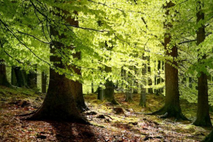 Široka šuma Široka šuma