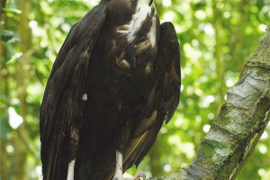 Blider korshun Blider korshun