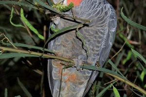 Smobe cockada - bird s crvenim khokholcom Smobe cockada - bird s crvenim khokholcom