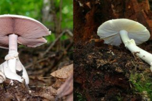 Sličnosti i razlike blijedi brkovi i šampinjon