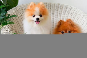 Spitz - sve o pasmini Spitz - sve o pasmini