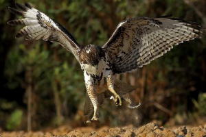Borbene i zmijske borbe: kandže protiv otrova Borbene i zmijske borbe: kandže protiv otrova
