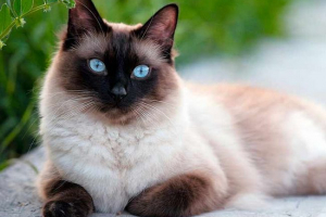 Sijamka mačka - sve o pasmini Sijamka mačka - sve o pasmini