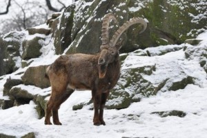 Sibirski planinski kozji Sibirski planinski kozji