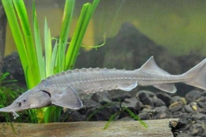 Sibirski stariji Sibirski stariji