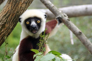 Sifaka Sifaka