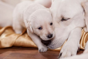 Simptomi aproksimacije i procesa porođaja kod pasa Simptomi aproksimacije i procesa porođaja kod pasa