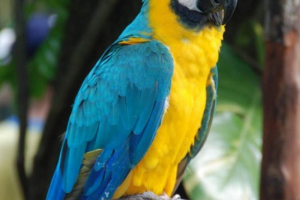 Plavo-žuta ara - jedan od najsjajnijih papiga Plavo-žuta ara - jedan od najsjajnijih papiga
