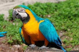 Plavo-žuta ara Plavo-žuta ara
