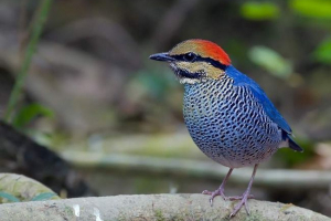 Sinekhvosta pitt - pjevanje ptica s raznobojnim permemom