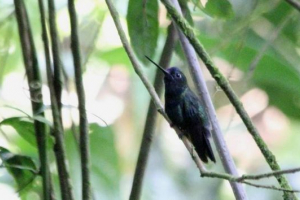 Tihi lancetoclus - hummingbird Tihi lancetoclus - hummingbird