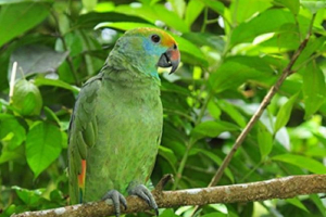 Sineski amazon u prirodi iu zatočeništvu Sineski amazon u prirodi iu zatočeništvu