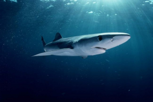 Plave životinje: fauna u boji nebo Plave životinje: fauna u boji nebo