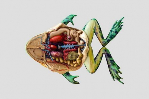 Sustavi životinjskog organa