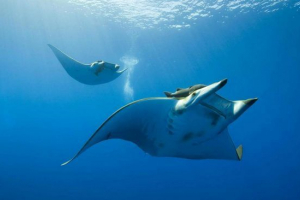 Manta skat - užas dubina mora Manta skat - užas dubina mora