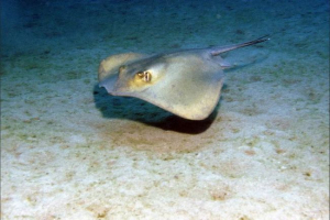 Skat marine ili skate rep Skat marine ili skate rep