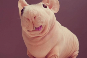 Mršavi (zamorci) Mršavi (zamorci)