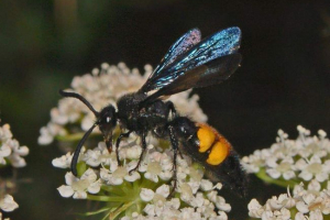 Skoli - jedna osilika Skoli - jedna osilika