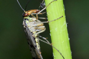 Škorpion muha. Ima li sličnost s škorpinima? Škorpion muha. Ima li sličnost s škorpinima?