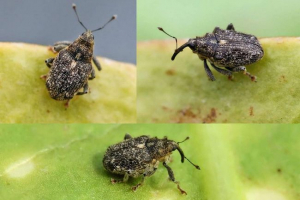 Povijest. Život ove bube