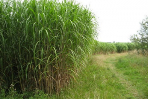 Trava od slonovače Trava od slonovače