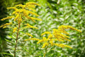Zlatni kanadski Zlatni kanadski