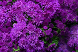 Šarene biljke (astrovaya)