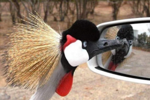 Smiješne ptice: blistavi pogled