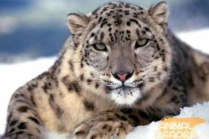 Snow leopard, fotografije, zanimljive činjenice Snow leopard, fotografije, zanimljive činjenice