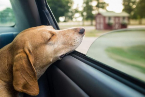 Pas je prekršio pravila ceste i kažnjen je Pas je prekršio pravila ceste i kažnjen je