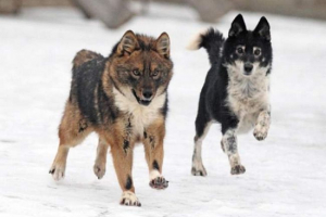 Sulimovin pas, ona je shalaka, ona je shakalayka Sulimovin pas, ona je shalaka, ona je shakalayka