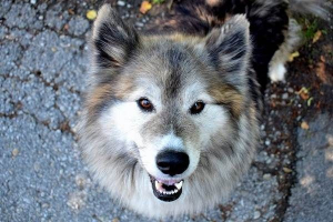 Paslimova. Opis, sadržaje za njegu i pasmini Paslimova. Opis, sadržaje za njegu i pasmini