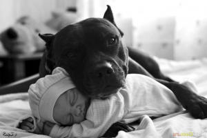 Psi su sretni pored vlasnika Psi su sretni pored vlasnika