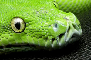 Sobololol ili smaragdni odmor u terariju