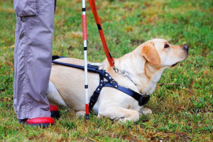 Vodič je pronašao i vratio hostesa Vodič je pronašao i vratio hostesa