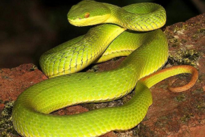 Sadržaj drvne zmije u terariju Sadržaj drvne zmije u terariju