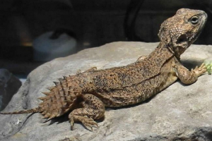 Sadržaj egipatskog shipochvostovog? Opis schipotekhvosta Sadržaj egipatskog shipochvostovog? Opis schipotekhvosta