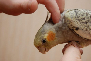 Ptičji sadržaj kod kuće: glavna pravila Ptičji sadržaj kod kuće: glavna pravila