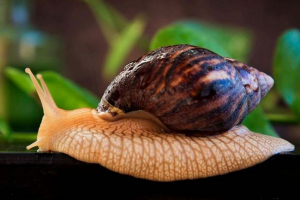 Sadržaj puževanja u aktitinu Sadržaj puževanja u aktitinu