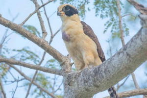 Falcon - hohutun: ptica fotografija, opis Falcon - hohutun: ptica fotografija, opis