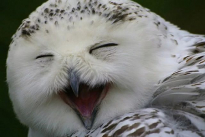 Smanjena biološka raznolikost Smanjena biološka raznolikost