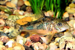 Cropped goveda Cropped goveda