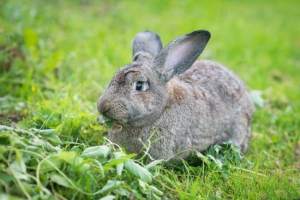 Sovjeta činčila Sovjeta činčila