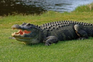 Moderni aligatori gotovo se ne razlikuju od svojih drevnih rođaka Moderni aligatori gotovo se ne razlikuju od svojih drevnih rođaka