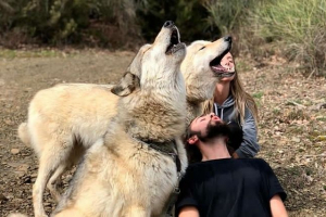 Popis pasmina pasa slično vukovima