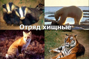 Popis životinja odvajanja Popis životinja odvajanja